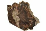 Petrified Wood (Woodworthia) Stand-up - Arizona #199286-1